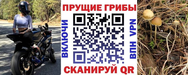 MEGA ONION  Мглин  Псилоцибиновые грибы GOLDEN TEACHER 